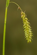 David Plant Photography - Wildlife Photography - Bladder sedge - A