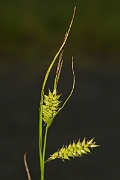 David Plant Photography - Wildlife Photography - Bladder sedge - B