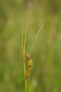 David Plant Photography - Wildlife Photography - Bladder sedge - C