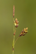 David Plant Photography - Wildlife Photography - Bog sedge - B