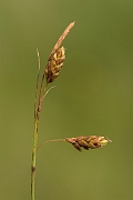 David Plant Photography - Wildlife Photography - Bog sedge - C