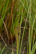 David Plant Photography - Wildlife Photography - Bottle sedge - A