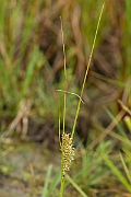 David Plant Photography - Wildlife Photography - Bottle sedge - C