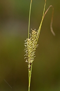 David Plant Photography - Wildlife Photography - Bottle sedge - E