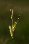 David Plant Photography - Wildlife Photography - Bottle sedge - F