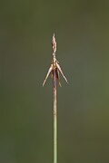 David Plant Photography - Wildlife Photography - Bristle sedge - B