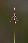 David Plant Photography - Wildlife Photography - Bristle sedge - C