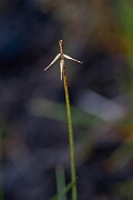 David Plant Photography - Wildlife Photography - Bristle sedge - F