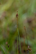 David Plant Photography - Wildlife Photography - Bristle sedge - G