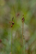 David Plant Photography - Wildlife Photography - Bristle sedge - H