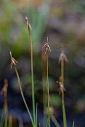 David Plant Photography - Wildlife Photography - Bristle sedge - I
