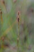 David Plant Photography - Wildlife Photography - Bristle sedge - J