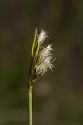 David Plant Photography - Wildlife Photography - Broad-leaved cotton-grass - A