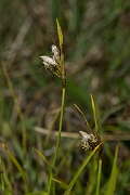 David Plant Photography - Wildlife Photography - Broad-leaved cotton-grass - B