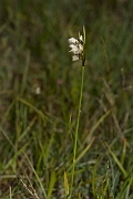 David Plant Photography - Wildlife Photography - Broad-leaved cotton-grass - C