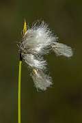 David Plant Photography - Wildlife Photography - Broad-leaved cotton-grass - D