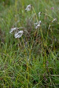 David Plant Photography - Wildlife Photography - Broad-leaved cotton-grass - E