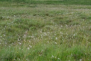 David Plant Photography - Wildlife Photography - Broad-leaved cotton-grass - F
