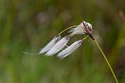 David Plant Photography - Wildlife Photography - Broad-leaved cotton-grass - G