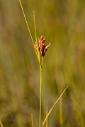 David Plant Photography - Wildlife Photography - Brown beak-sedge - A
