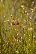 David Plant Photography - Wildlife Photography - Brown beak-sedge - B