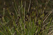 David Plant Photography - Wildlife Photography - Brown bog-rush - A