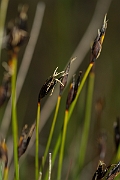 David Plant Photography - Wildlife Photography - Brown bog-rush - B