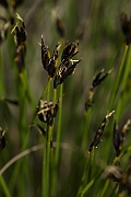 David Plant Photography - Wildlife Photography - Brown bog-rush - C