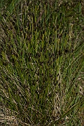 David Plant Photography - Wildlife Photography - Brown bog-rush - D