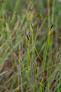 David Plant Photography - Wildlife Photography - Brown bog-rush - E