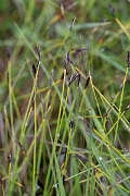 David Plant Photography - Wildlife Photography - Brown bog-rush - F