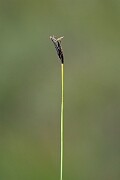 David Plant Photography - Wildlife Photography - Brown bog-rush - H