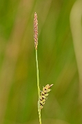 David Plant Photography - Wildlife Photography - Carnation sedge - B
