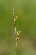David Plant Photography - Wildlife Photography - Carnation sedge - C