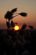 David Plant Photography - Wildlife Photography - Common cotton-grass - A