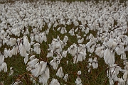 David Plant Photography - Wildlife Photography - Common cotton-grass - B