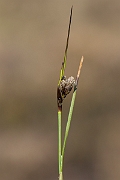 David Plant Photography - Wildlife Photography - Common cotton-grass - C