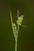 David Plant Photography - Wildlife Photography - Common sedge - A