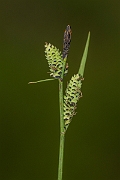 David Plant Photography - Wildlife Photography - Common sedge - B