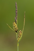 David Plant Photography - Wildlife Photography - Common sedge - C