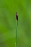 David Plant Photography - Wildlife Photography - Common spike-rush - G