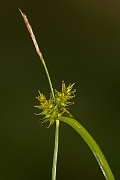 David Plant Photography - Wildlife Photography - Common yellow sedge - B