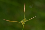 David Plant Photography - Wildlife Photography - Common yellow sedge - C