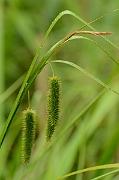 David Plant Photography - Wildlife Photography - Cyperus sedge - A