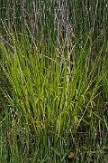 David Plant Photography - Wildlife Photography - Cyperus sedge - C
