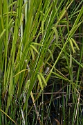 David Plant Photography - Wildlife Photography - Cyperus sedge - D