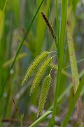 David Plant Photography - Wildlife Photography - Cyperus sedge - E