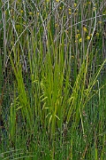 David Plant Photography - Wildlife Photography - Cyperus sedge - F