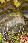 David Plant Photography - Wildlife Photography - Dioecious sedge - B