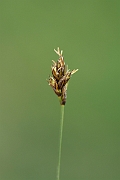 David Plant Photography - Wildlife Photography - Divided sedge - A